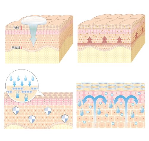 皮膚構造と保湿のメカニズムを示すイラスト