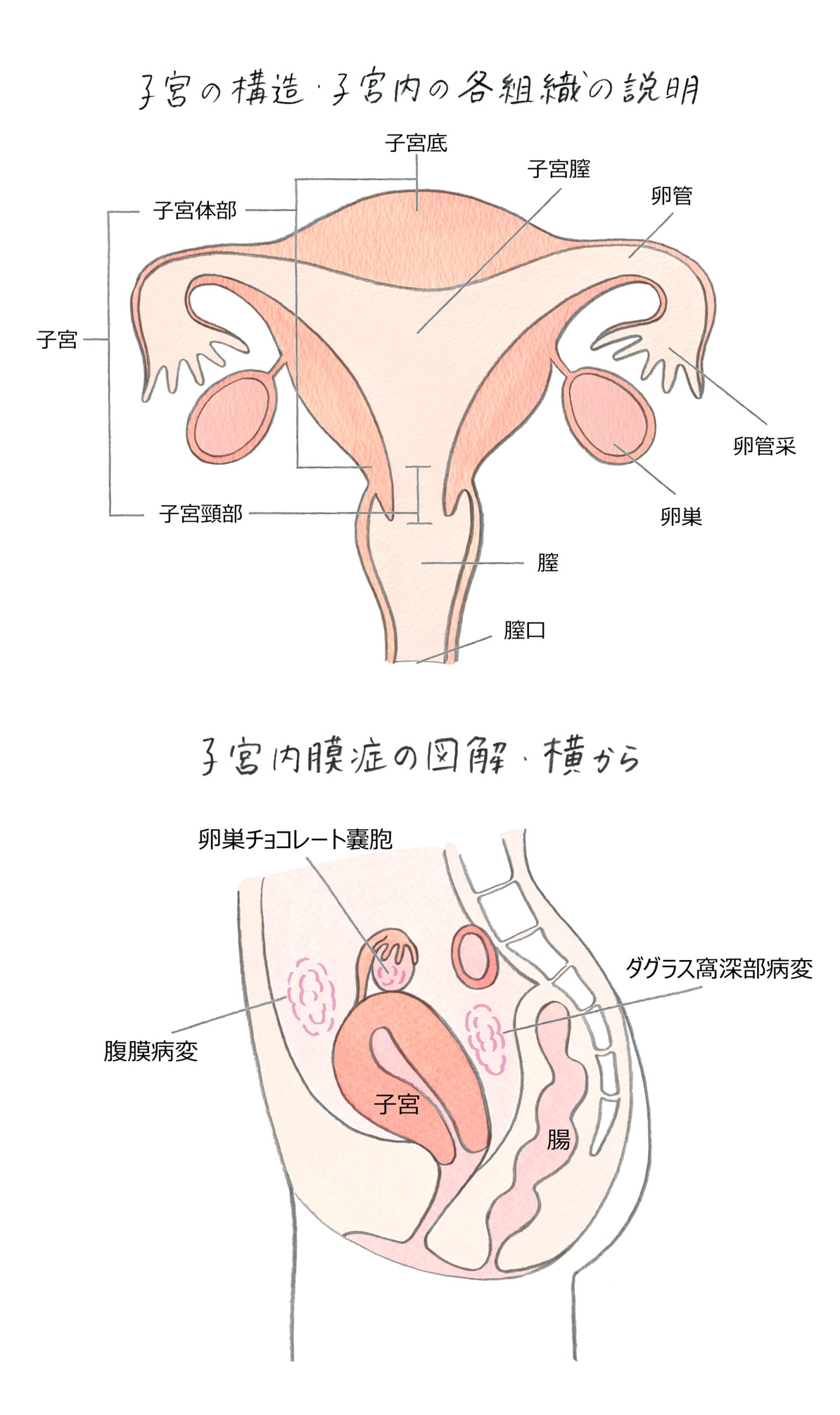 子宮イラスト、人体イラスト