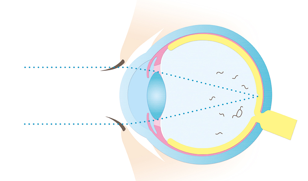 目の構造イラスト