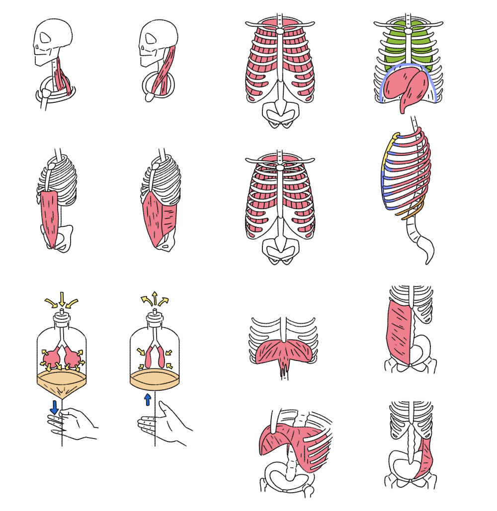 骨格と筋肉のイラスト