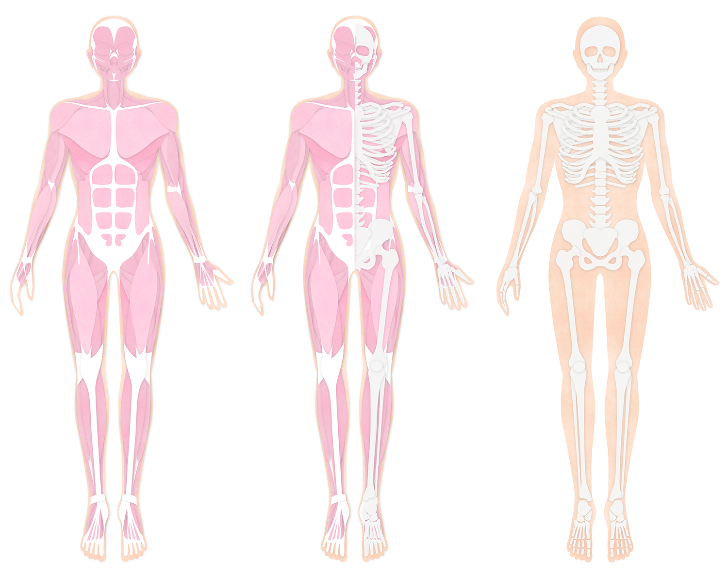 筋肉、骨の全身イラスト
