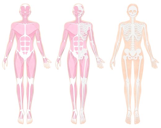 筋肉、骨の全身イラスト