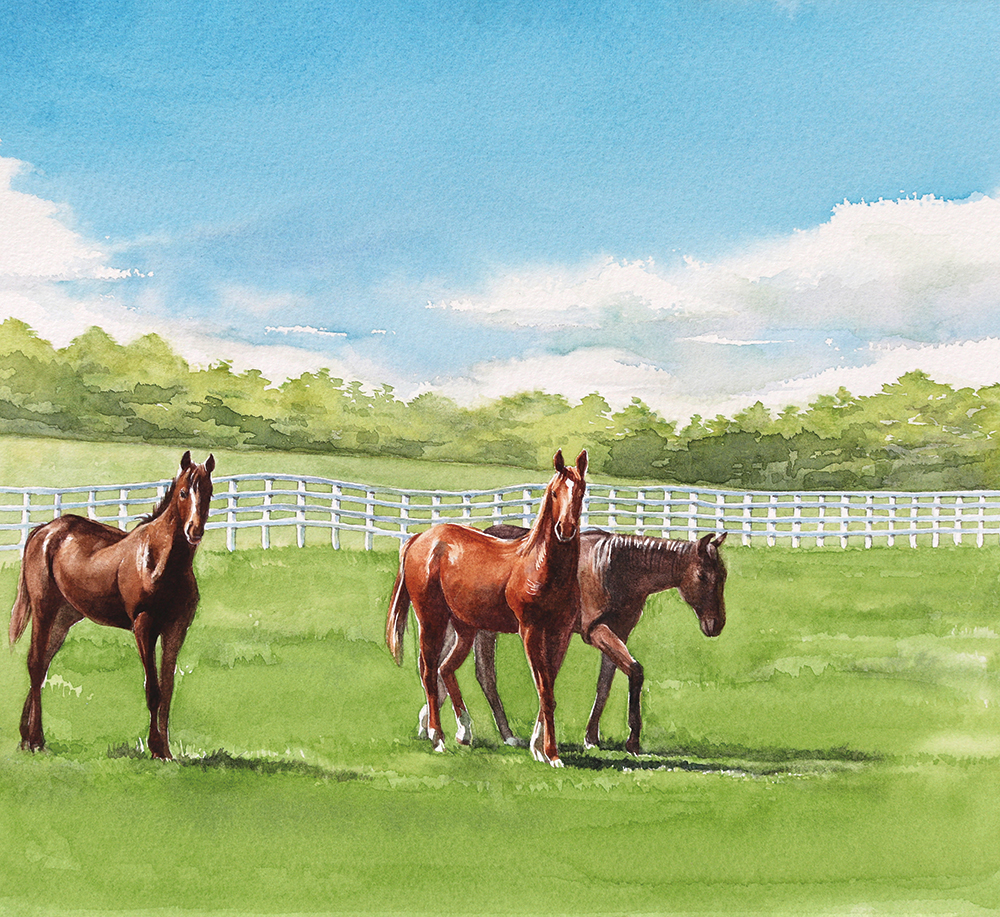three horses in pasture