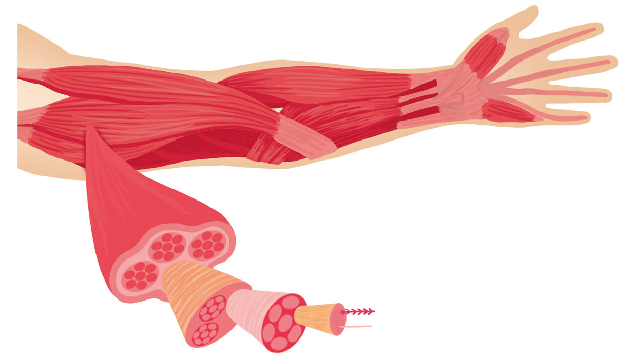 腕の筋肉と筋繊維の断面図のイラスト