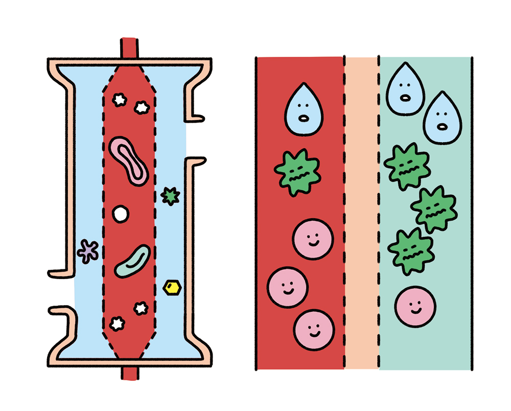 血液の浄化プロセスを示すイラスト