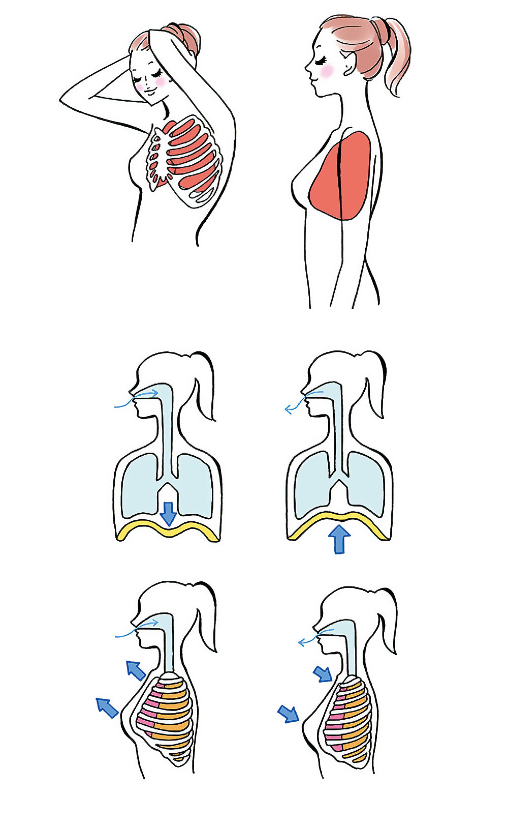 呼吸法を示す女性の解剖学的イラスト。