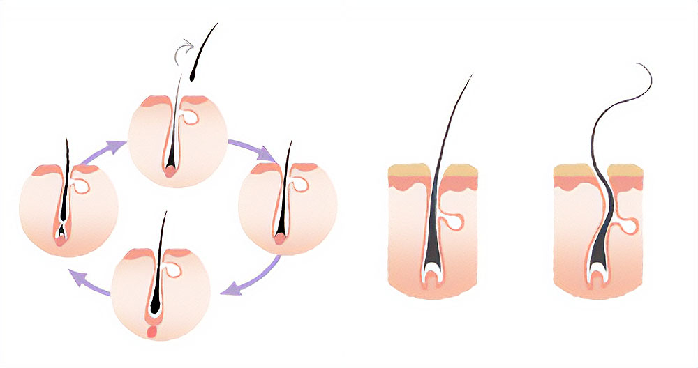 髪の成長サイクルの図解イラスト