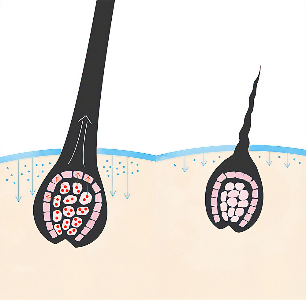 髪の成長サイクルを示す毛根のイラスト