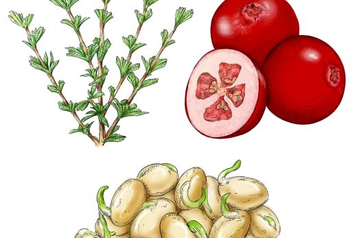 ミロタムヌスフラベリフォリア、クランベリー、大豆のイラスト