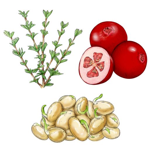 ミロタムヌスフラベリフォリア、クランベリー、大豆のイラスト