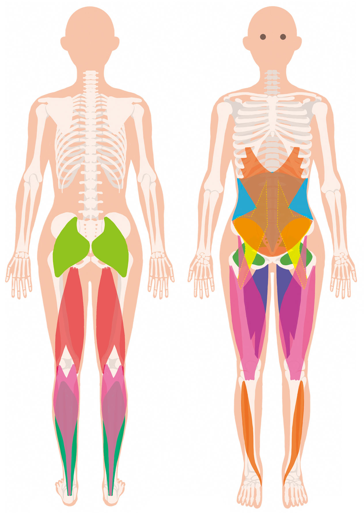 前面と背面の筋肉と骨格のイラスト