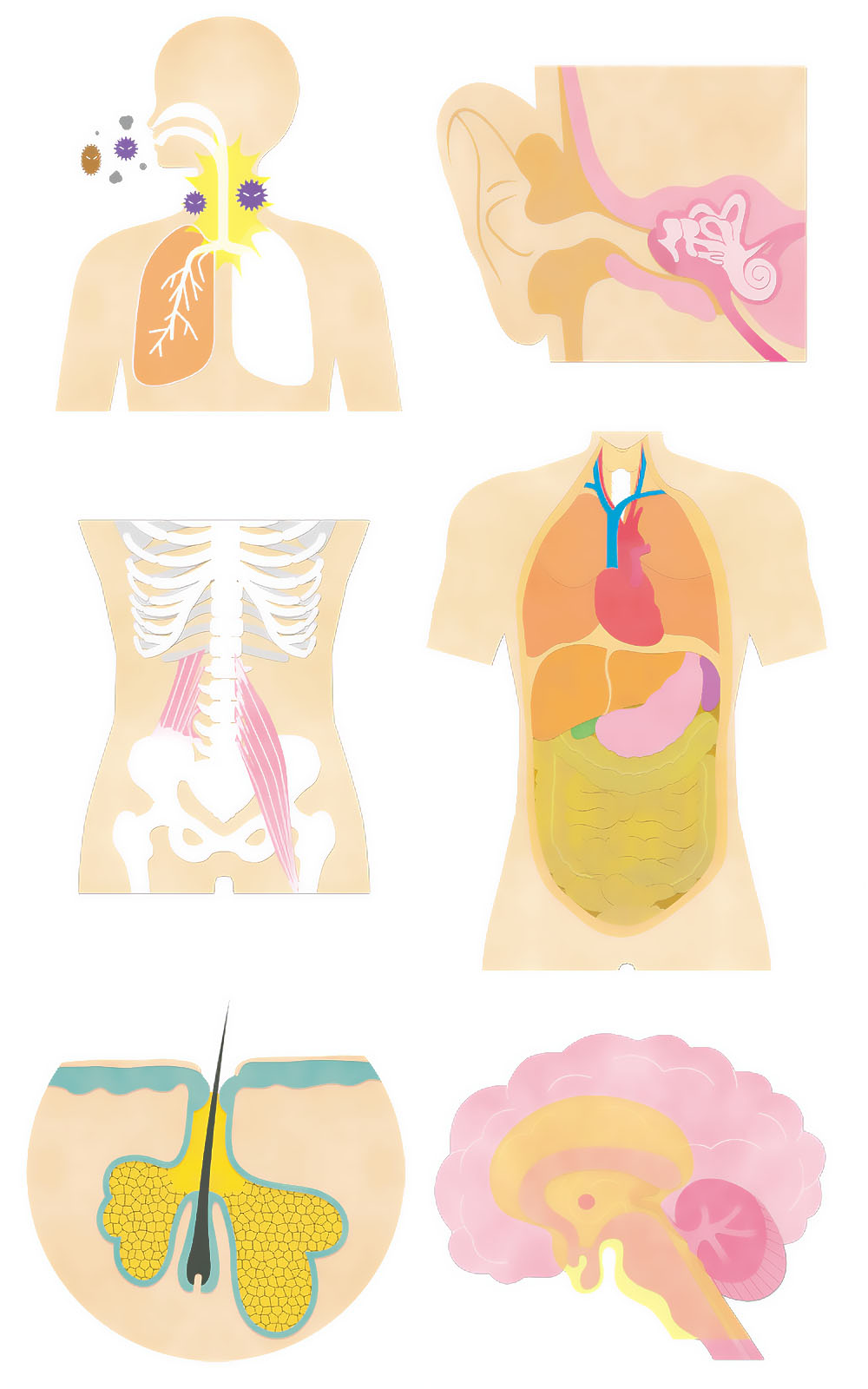 人体の解剖学的イラスト、呼吸器、耳、胸部、消化器系、皮膚断面、脳のイラスト