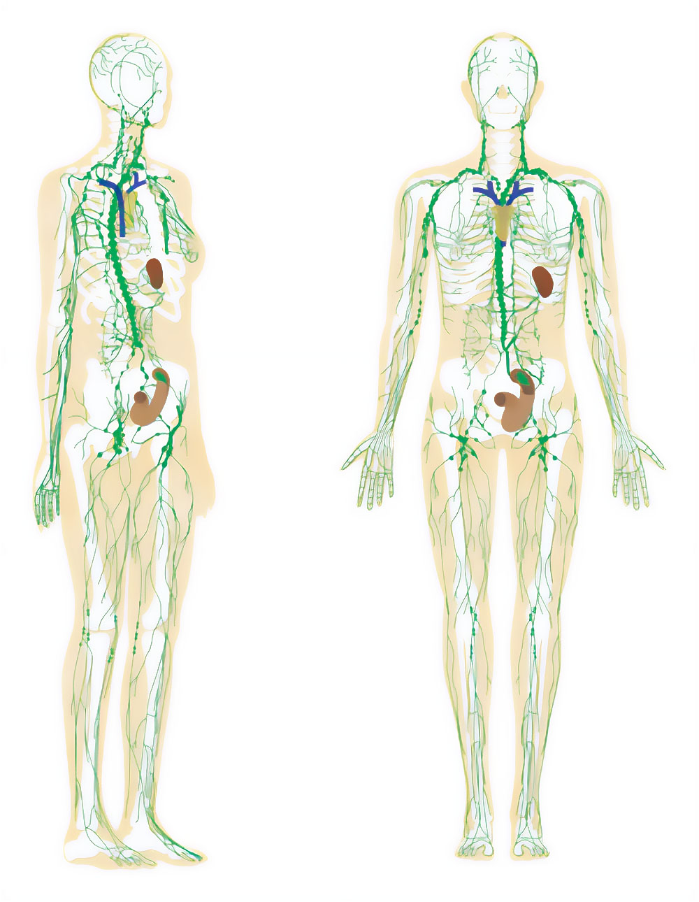 人間のリンパ系図、前面と側面イラスト