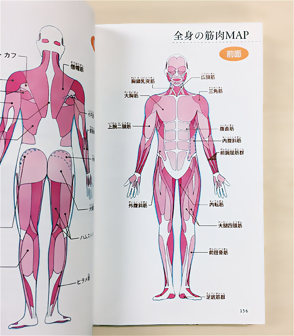 人間の全身筋肉図、前面と背面のイラスト