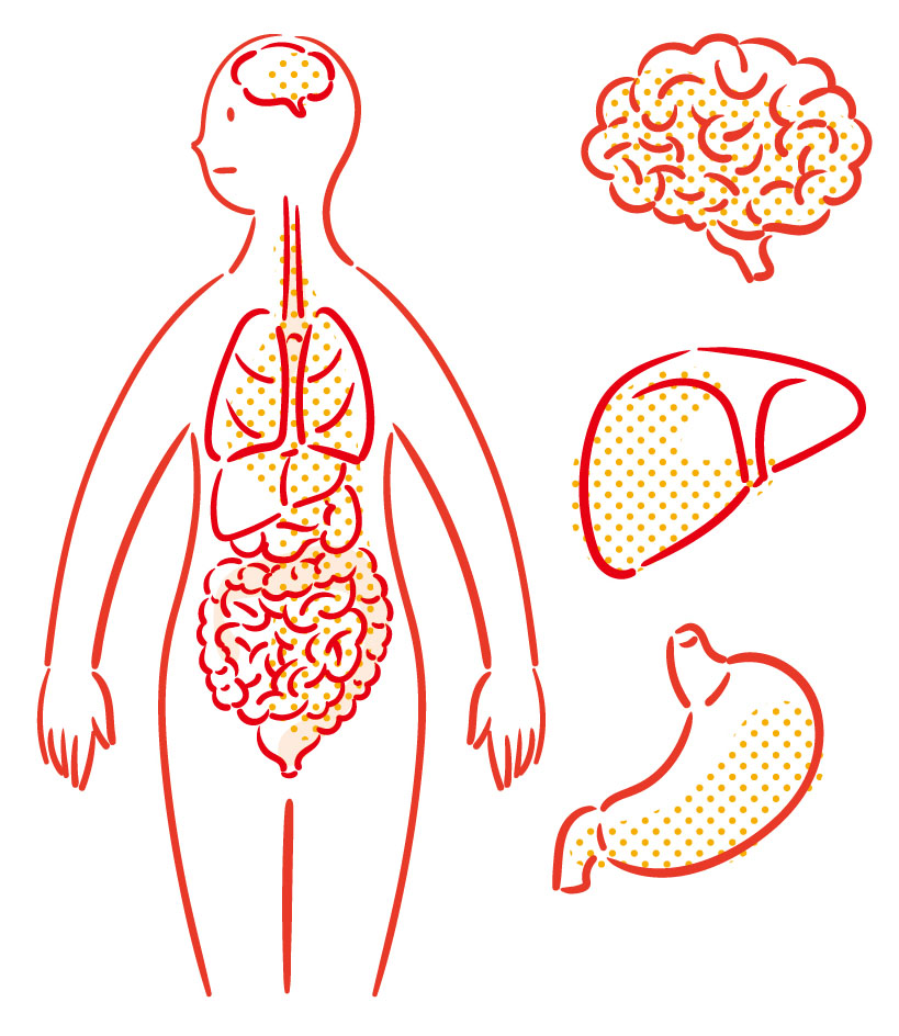  人体の内臓と脳、肝臓、胃のイラスト