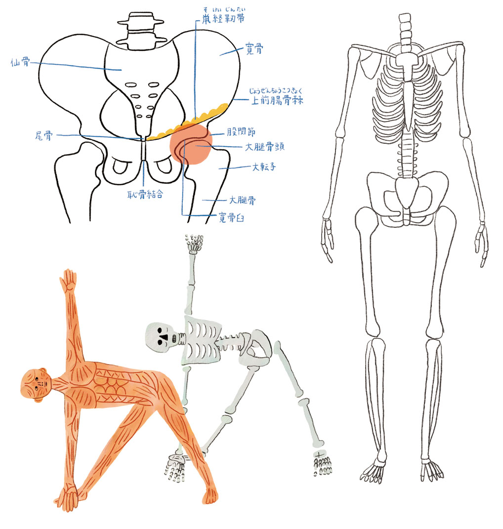骨盤、骨格、筋肉の解剖図とヨガポーズのイラスト