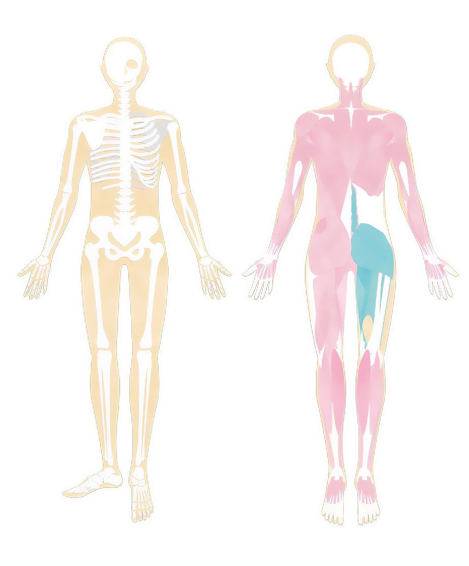 骨格と筋肉の解剖学的イラスト、人体