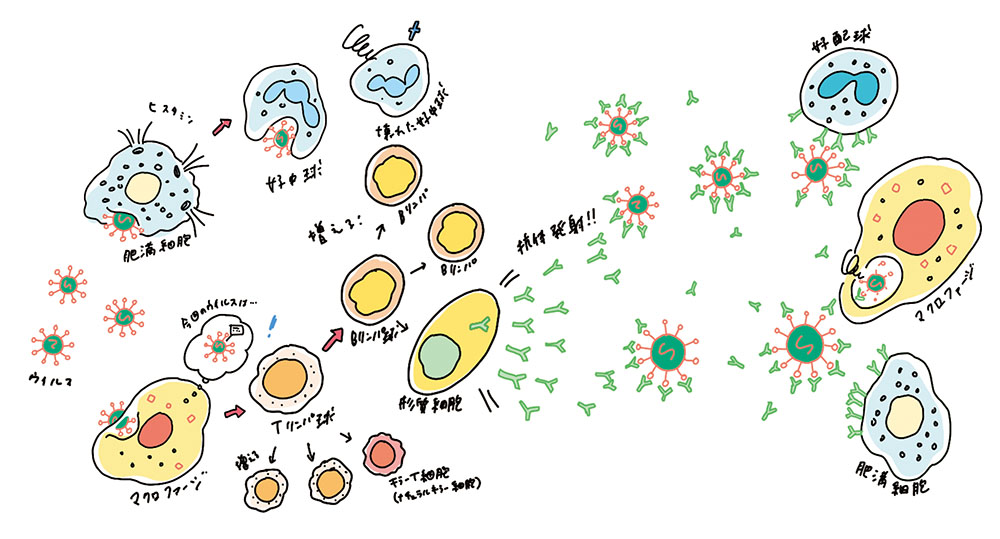 免疫システムの細胞とウイルスの反応を示すイラスト