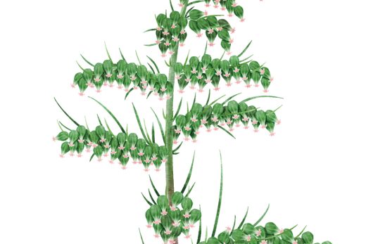 カワラヨモギの水彩風植物画
