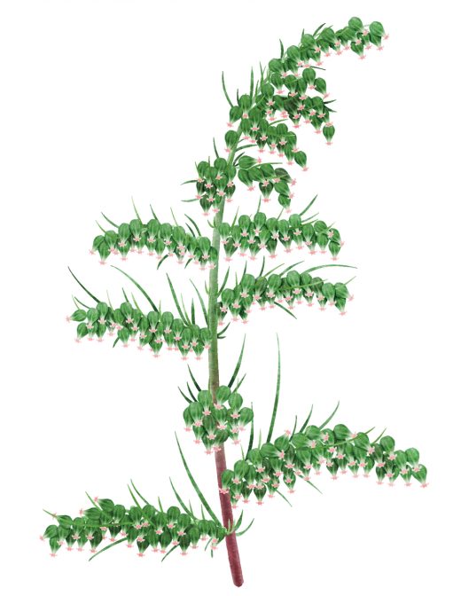 カワラヨモギの水彩風植物画
