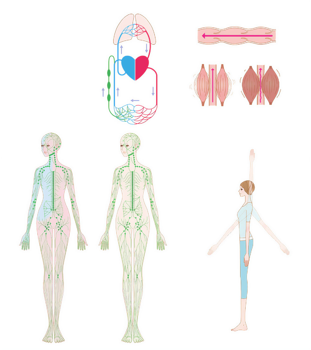 リンパ系解剖図とリンパの流れを促進するエクササイズのイラスト。