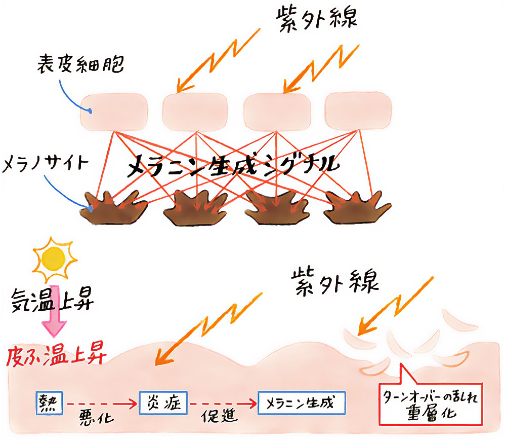 紫外線と気温上昇がメラニン生成と皮膚炎症を引き起こすことを表現したイラスト