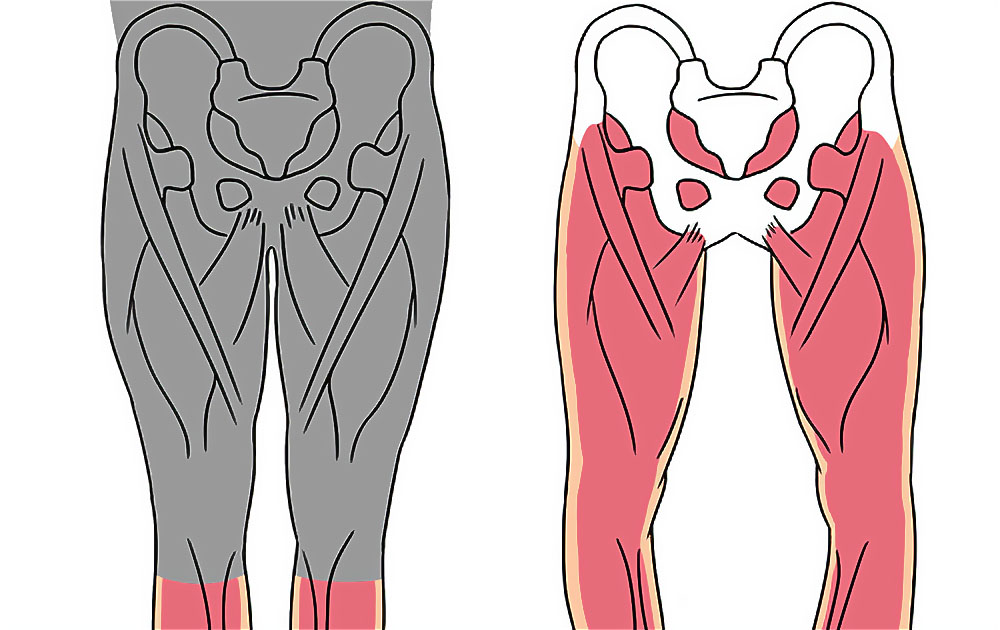 骨盤と大腿部の筋肉を示す解剖学的なイラスト。