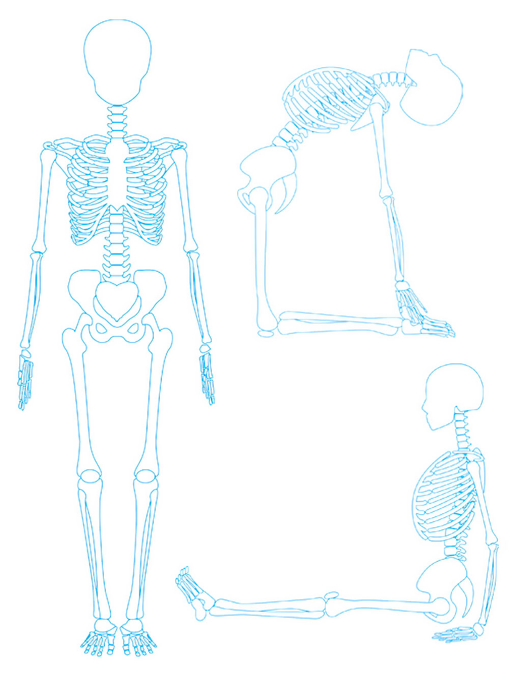 骨格のヨガポーズイラスト