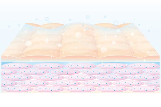 潤いに満ちた肌の断面図と角質層のバリア機能の図解