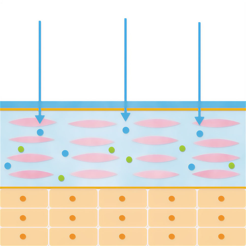 皮膚構造のイラスト